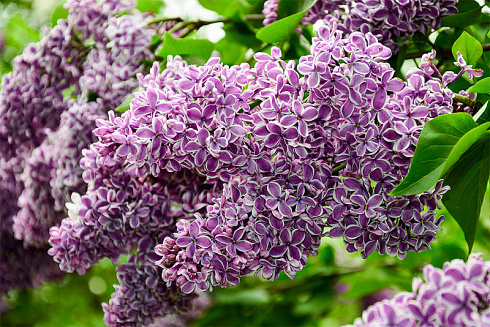 siren-obyknovennaya-sensaciya-syringa-vulgaris-sensation-cvetki-krupnye
