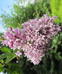 Сирень престона 'Редвайн' (Syringa prestoniae 'Redwine')