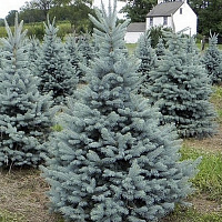Ель колючая 'Фэт Альберт' (Picea pungens 'Fat Albert')