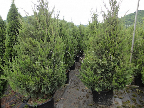 mozhzhevelnik-kitajskij-spartan-juniperus-chinensis-spartan-derevya-ryadami