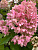 Гортензия метельчатая 'Мэджикал Андес' (Hydrangea paniculata 'Magical Andes')