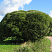 iva-lomkaya-bulata-salix-fragilis-bullata-derevo