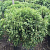 Туя западная 'Литл Чемпион' (Thuja occidentalis 'Little Champion' )