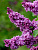 Сирень обыкновенная 'Огни Донбасса' (Syringa vulgaris 'Огни Донбасса')