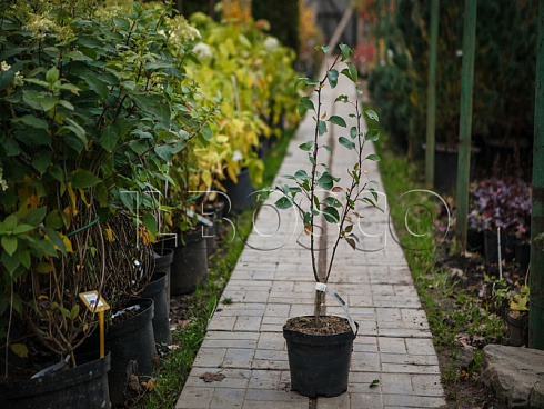 grusha-obyknovennaya-rogneda-pyrus-communis-sazhenec.jpg