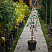 grusha-obyknovennaya-rogneda-pyrus-communis-sazhenec.jpg