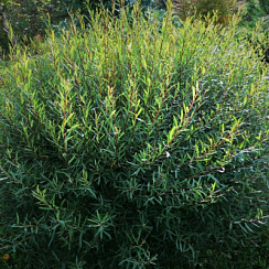 Ива гибридная 'Маяк-2' (Salix 'Majak-2')