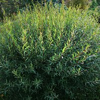 Ива гибридная 'Маяк-2' (Salix 'Majak-2')