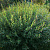 Ива гибридная 'Маяк-2' (Salix 'Majak-2')