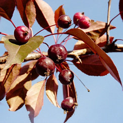 Яблоня декоративная 'Роялти' (Malus 'Royalty')