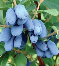 Жимолость съедобная 'Лакомка' (Lonicera caerulea 'Лакомка')