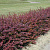 Барбарис Тунберга 'Атропурпуреа' (Berberis thunbergii 'Atropurpurea')