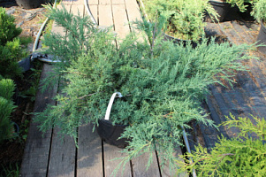 Можжевельник виргинский 'Хетц' (Juniperus virginiana 'Hetz')