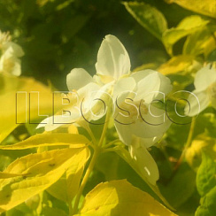 Чубушник венечный 'Ауреус' (Philadelphus coronarius 'Aureus')
