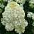 Гортензия метельчатая 'Сильвер доллар' (Hydrangea paniculata 'Silver Dollar')