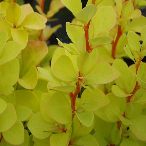barbaris-tunberga-mariya-berberis-thunbergii-maria-chast-pobega.jpg