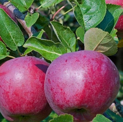 Яблоня домашняя 'Лобо' (Malus domestica 'Лобо')