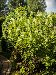 Гортензия метельчатая 'Киушу' (Hydrangea paniculata 'Kyushu')