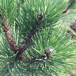 Сосна черная (Pinus nigra ssp. nigra)