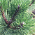 Сосна черная (Pinus nigra ssp. nigra)