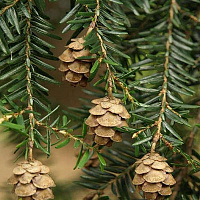 Тсуга канадская (Tsuga canadensis)