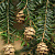 Тсуга канадская (Tsuga canadensis)