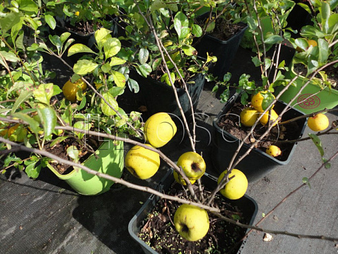 ajva-yaponskaya-henomeles-nivalis-chaenomeles-speciosa-nivalis-plody.jpg