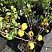 ajva-yaponskaya-henomeles-nivalis-chaenomeles-speciosa-nivalis-plody.jpg