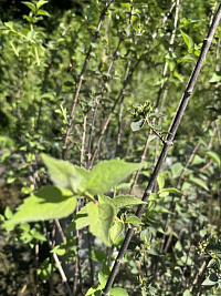 Чубушник 'Академик Комаров' (Philadelphus coronarius 'Academic Komarov')