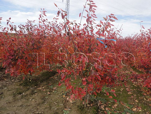 irga-lamarka-amelanchier-lamarkii-kust.jpg