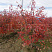 irga-lamarka-amelanchier-lamarkii-kust.jpg