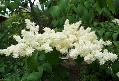 Сирень амурская (Syringa amurensis)