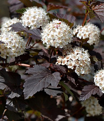 Пузыреплодник калинолистный 'Диабл Д'Ор' (Physocarpus opulifolius 'Diabolo D'or')