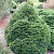 Ель обыкновенная 'Пигмея' (Picea abies 'Pygmaea')