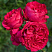 roza-shrab-red-ehden-rouz-rose-red-eden-rose-cvety.jpg