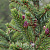 Ель сербская (Picea omorika)