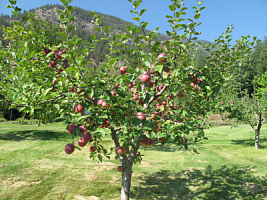 Яблоня домашняя 'Уэлси' (Malus domestica "Уэлси")