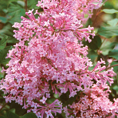Сирень гибридная 'Пинк Парфюм' (Syringa 'Pink Perfume')