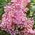 Сирень гибридная 'Пинк Парфюм' (Syringa 'Pink Perfume')