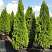 tuya-zapadnaya-smaragd-thuja-occidentalis-smaragd-sazhency
