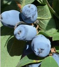 Жимолость съедобная 'Бореал Бест' (Lonicera edulis 'Boreal Beast')
