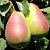 Груша обыкновенная 'Новелла' (Pyrus communis 'Новелла')