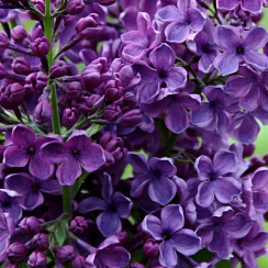 Сирень обыкновенная 'Сумерки' (Syringa vulgaris 'Сумерки')