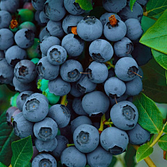 Голубика высокорослая 'Блюкроп' (Vaccinium corymbosum 'Bluecrop')