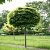 Клен остролистный 'Глобозум' (Acer platanoides 'Globosum')
