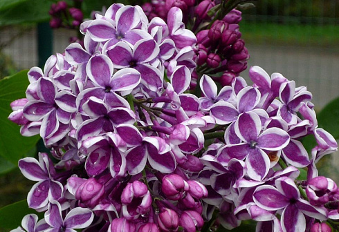 siren-obyknovennaya-sensaciya-syringa-vulgaris-sensation-cvetki-temno-sirenevye-s-beloj-kajmoj