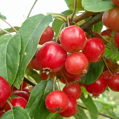 Яблоня декоративная 'Ред Сентинел' (Malus 'Red Sentinel')