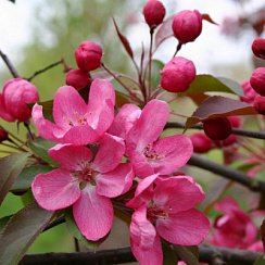 Яблоня декоративная 'Рудольф' (Malus 'Rudolph')