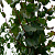 Липа крупнолистная 'Ратхаус' (Tilia platyphyllos 'Rathouse' (2))