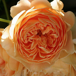 Роза 'Краун Принцесс Маргарет' (Rose 'Crown Princess Margareta')